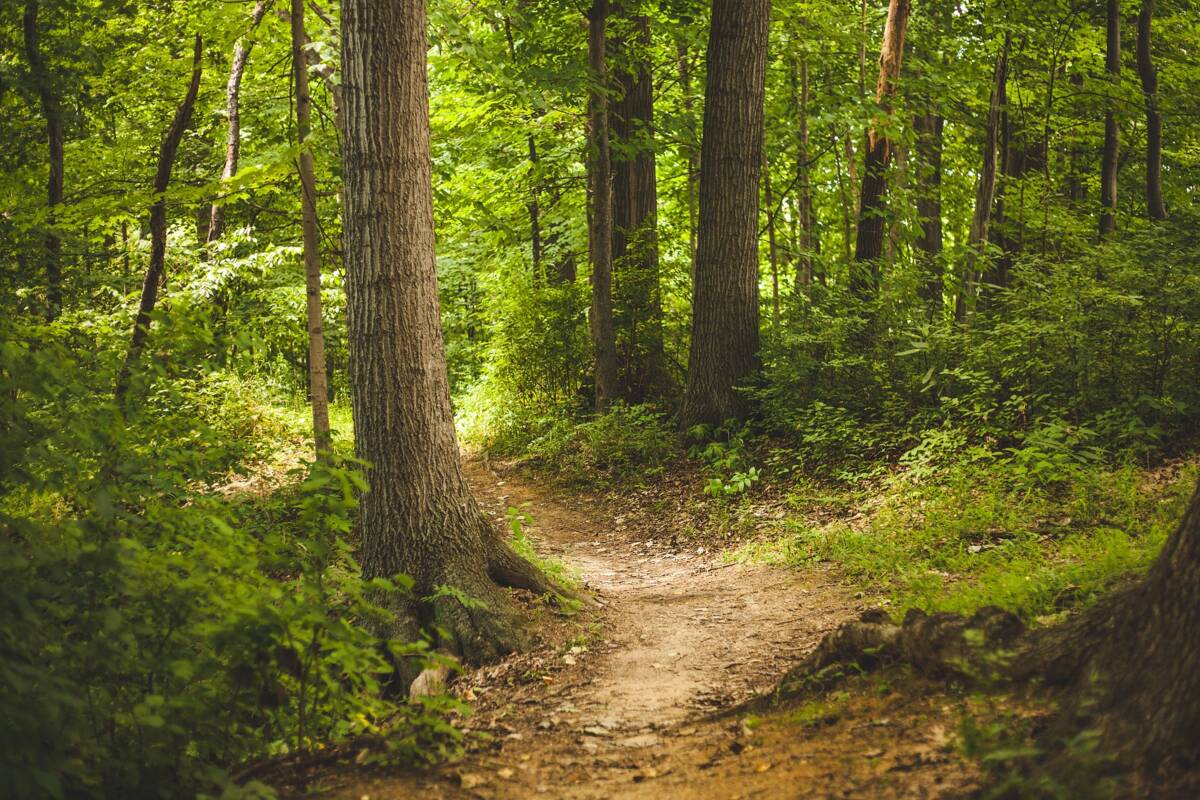 Waldweg